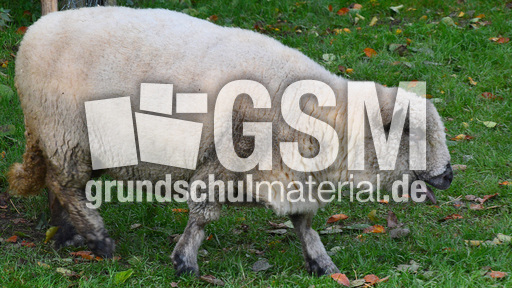 Shropshire-Schaf (3).jpg